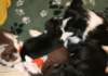 cyouspupsday30spicespupsday54withyuppie3_small.jpg