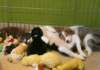 cyouspupsday35spicespupsday592_small.jpg
