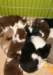 cyouspupsday40spicespupsday643_small.jpg