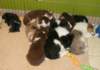 cyouspupsday40spicespupsday64_small.jpg