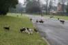 dogspups7weeksold_small.jpg
