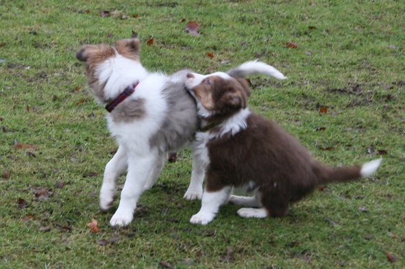 ilovepup7weeksiliketia11weeksold.jpg