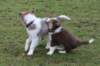 ilovepup7weeksiliketia11weeksold_small.jpg