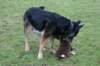 ilovepup7weeksoldmeetsbigdog_small.jpg