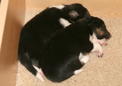 ilovepupevajazz19daysold.jpg