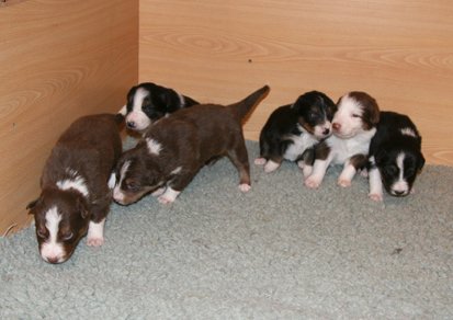 ilovepups19daysold.jpg