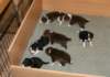 ilovepups19daysold2_small.jpg