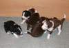 ilovepups19daysold3_small.jpg