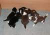 ilovepups19daysold4_small.jpg