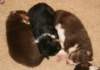 ilovepups19daysold5_small.jpg