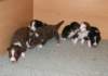 ilovepups19daysold_small.jpg