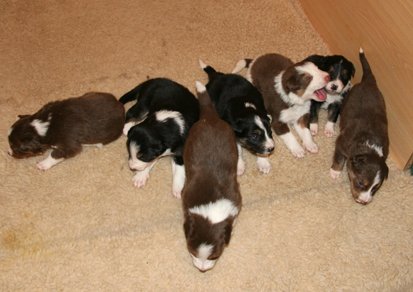 ilovepups20daysold.jpg