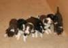 ilovepups20daysold2_small.jpg