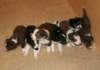 ilovepups20daysold3_small.jpg