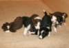 ilovepups20daysold4_small.jpg