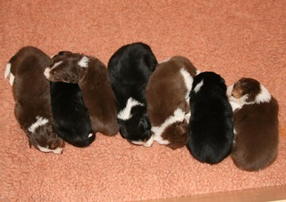 ilovepups20daysold5.jpg