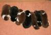 ilovepups20daysold6_small.jpg