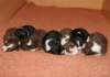 ilovepups20daysold7_small.jpg