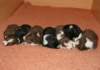 ilovepups20daysold8_small.jpg
