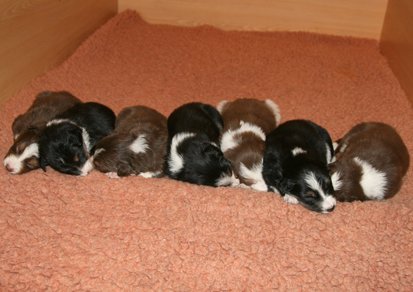ilovepups20daysold9.jpg