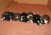 ilovepups20daysold9_small.jpg
