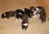 ilovepups20daysold_small.jpg