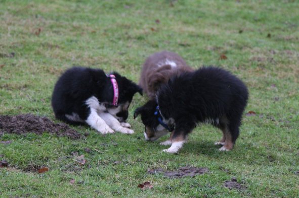 ilovepups7weeksold3.jpg