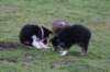 ilovepups7weeksold3_small.jpg