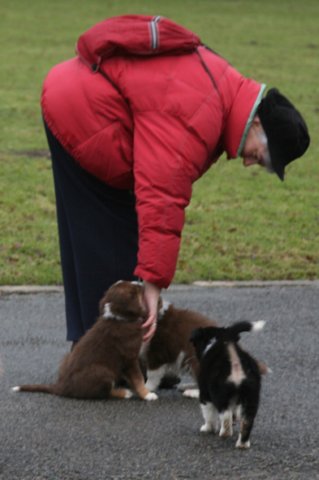 ilovepups7weeksold4.jpg