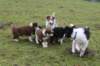 ilovepups7weekswithiliketiajet11weeksold_small.jpg