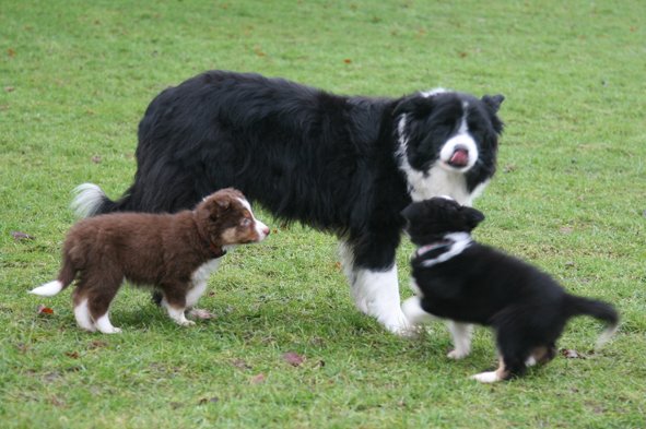 tessilovepups7weeksold.jpg