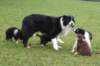 tessilovepups7weeksold2_small.jpg
