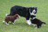 tessilovepups7weeksold_small.jpg