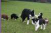 tesswithilovepups7weeksilikejet11weeksold2_small.jpg