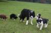 tesswithilovepups7weeksilikejet11weeksold_small.jpg