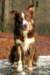 echo1yearand10monthsold2_small.jpg