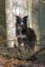echo1yearand11monthsold_small.jpg