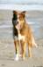 echo1yearand3monthsold_small.jpg