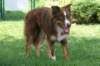 echo2years5monthsold2_small.jpg