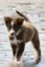 echo3monthsold_small.jpg
