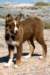 echo4monthsold4_small.jpg