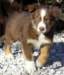 echoaspupstillinukwithhisbreedernathalieholtapple_small.jpg
