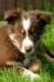 mybeautifulechoat2monthsofage_small.jpg