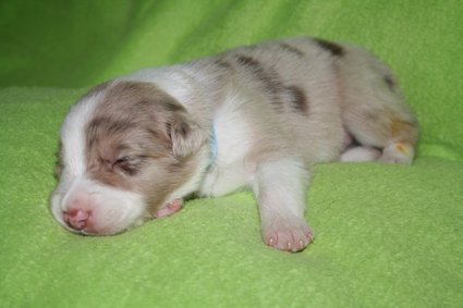 boy1blueribbon16daysold.jpg