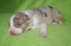 boy1blueribbon16daysold_small.jpg