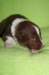 boy2blackribbon16daysold_small.jpg