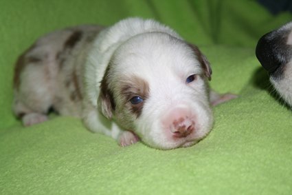 boy3greenribbon16daysold.jpg