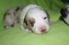 boy3greenribbon16daysold_small.jpg