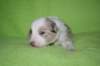 boy4whiteribbon16daysold_small.jpg