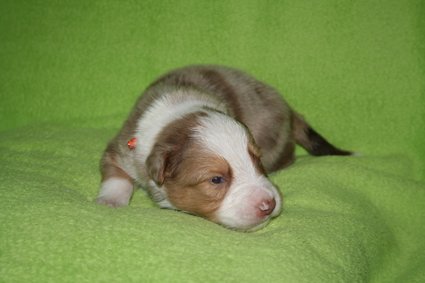 boy5orangeribbon16daysold.jpg